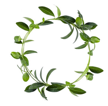Green leaves circle isolated on a white background