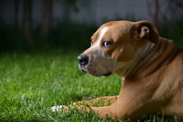 Senior amstaff dog laying outside in the grass. - 543502407