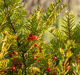 Obraz premium Bright red yew berries glow in the autumn sun