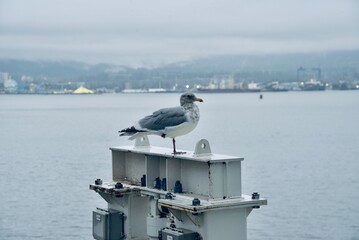 A seagull takes his rest