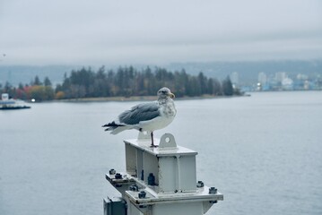 A seagull takes his rest