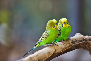 Zoo Leipzig - Zwei gr&uuml;ne Papagei V&ouml;gel sitzen auf einem Ast und schauen sich gegenseitig an