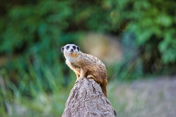 Zoo Leipzig - Erdm&auml;nnchen sitzt auf einem erh&ouml;htem Stein und Schaut in den Sonnenuntergang