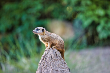 Zoo Leipzig - Erdm&auml;nnchen sitzt auf einem erh&ouml;htem Stein und Schaut in den Sonnenuntergang