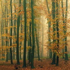 Forest in autumn landscape. Beautiful natural colorful background with trees. Nature - environment with bad rainy and foggy weather.