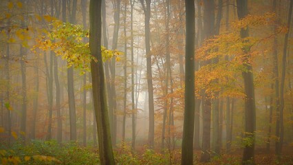 Forest in autumn landscape. Beautiful natural colorful background with trees. Nature - environment with bad rainy and foggy weather.