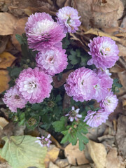 Pink autumn chrysanthemums