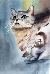 a beautiful British cat on grey background close-up watercolor illustration