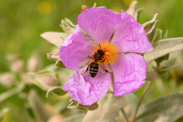 Primer plano de una abeja polinizando la flor de la jara rosa