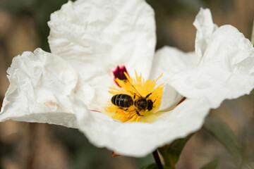 Abeja poliniza la flor de la jara