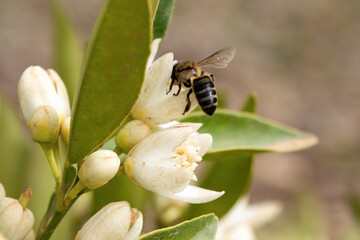 Abeja poliniza la flor del azahar
