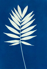 Sun-printing or cyanotype process. Skeleton leaf cyanotype	
