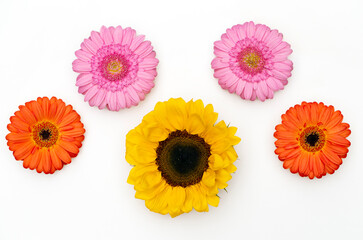 Colorful gerbera flowers and single sunflower isolated on white background