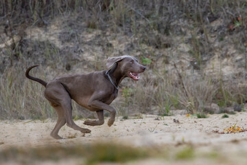 Weimaraner shorthaired pointer, dog running on the sand