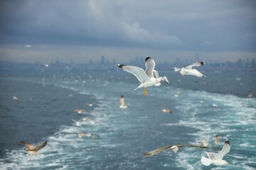 Fototapeta na wymiar A lot of seagull birds soar against the background of the sea or ocean.