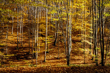 Jesienny las, ściana lasu