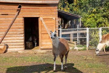 Red llama in an aviary eats grass