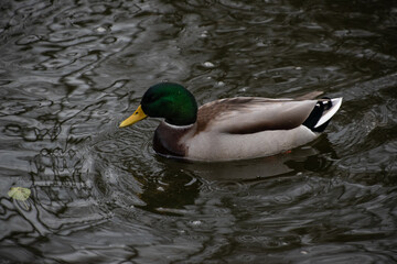 Naklejka na ściany i meble duck on the water pond