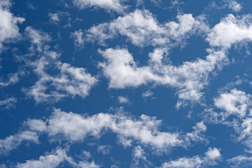 Kleine Schäfchenwolken, Cirrocumulus, vor blauem Himmel - obrazy, fototapety, plakaty
