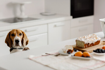 Beagle dog looks at beautiful and delicious desserts on the table. High quality photo