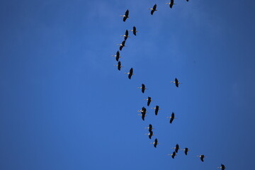 birds in flight over Sweden 