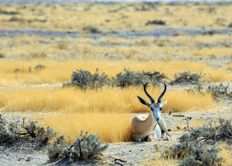 Black Faced Impala (Aepyceros melampus) Buck laying down resting on the dry yellow plains in Etosha National Park, Namibia