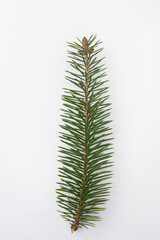 a branch of a Christmas tree on a white background
