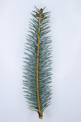 a branch of a Christmas tree on a white background