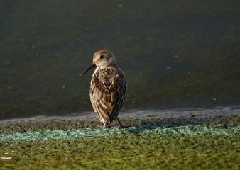 Dunlin stands on a beautiful colored shore (rear view). The dunlin (Calidris alpina) is a small wader, formerly sometimes separated with the other 