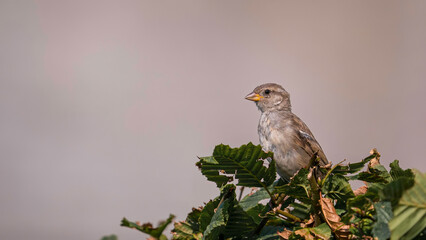 Beautiful sparrow in the garden hiding under a leaf tree.