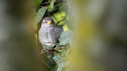 Beautiful sparrow in the garden hiding under a leaf tree.