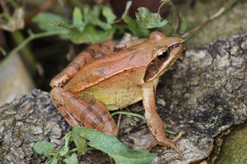 Grasfrosch