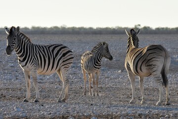Fototapeta na wymiar Steppenzebras (Equus quagga) im Etoscha Nationalpark in Namibia. 
