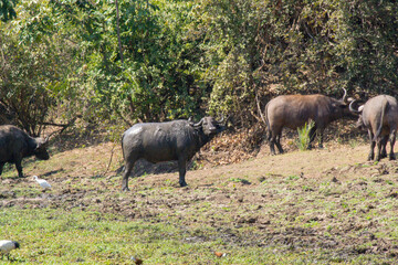 Naklejka na ściany i meble Buffalo in Lower Zambezi National Park, Zambia