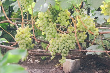 Bunches of variety of green white ripe grapes on vines in