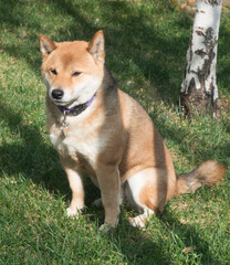 Shiba Inu dog portrait in the forest