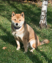 Shiba Inu dog portrait in the forest
