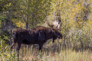 Bull Moose in the Rut in Wyoming in Autumn