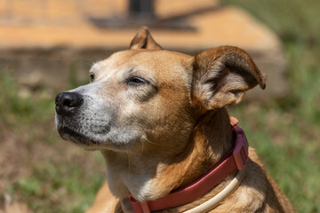 The senior female dog sleeping while sunbathing on the grass. Animal world. pet lover. Animals...