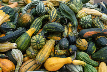 Different type of pumpkins together - ornamental pumpkins - autumn decorations