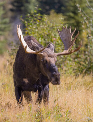 Bull Moose in the Rut in Wyoming in Autumn