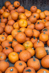 Loads of Halloween pumpkins - a yard full of pumpkins