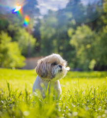 shih tzu dog on a hot day in the grass in summer in the park
