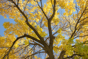 Tall tree with golden yellow leaves against a clear blue sky in the fall.