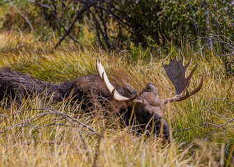 Bull Moose in the Rut in Wyoming in Autumn