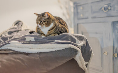 Joli chat se relaxant sur un sofa