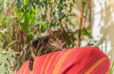 Joli chat se relaxant sur un sofa