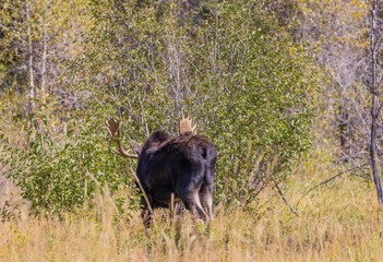 Bull Moose in the Rut in Wyoming in Autumn