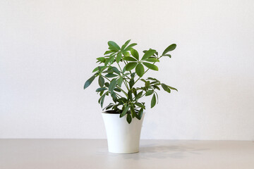 Mock up minimalist home interior with empty white wall and potted house plant