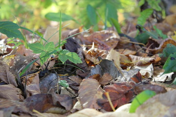 background autumn foliage in the forest